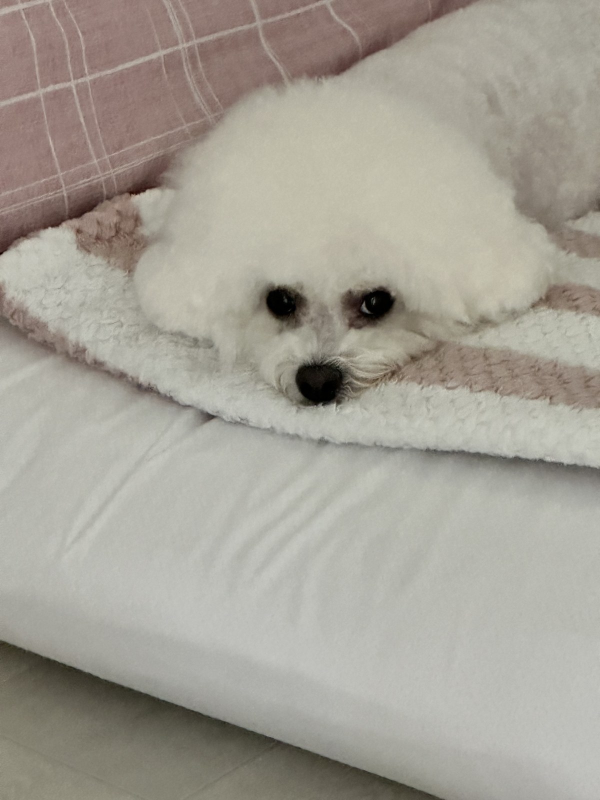 단추 성견