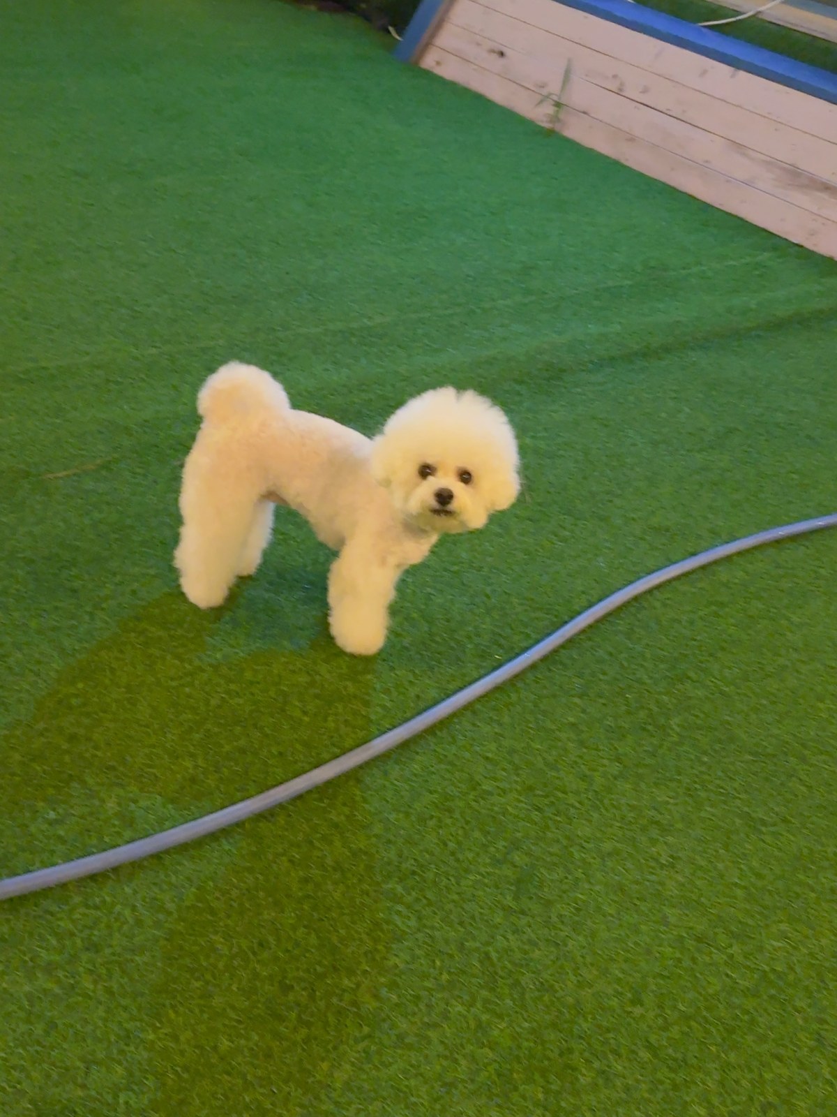 단추 성견