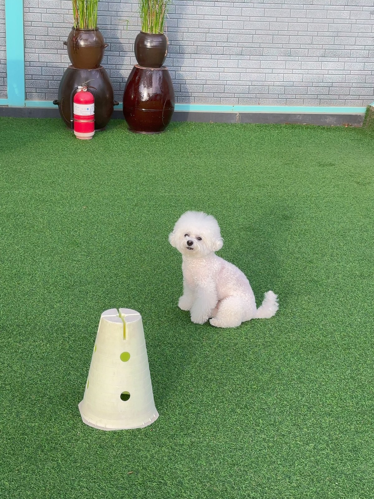 단추 성견