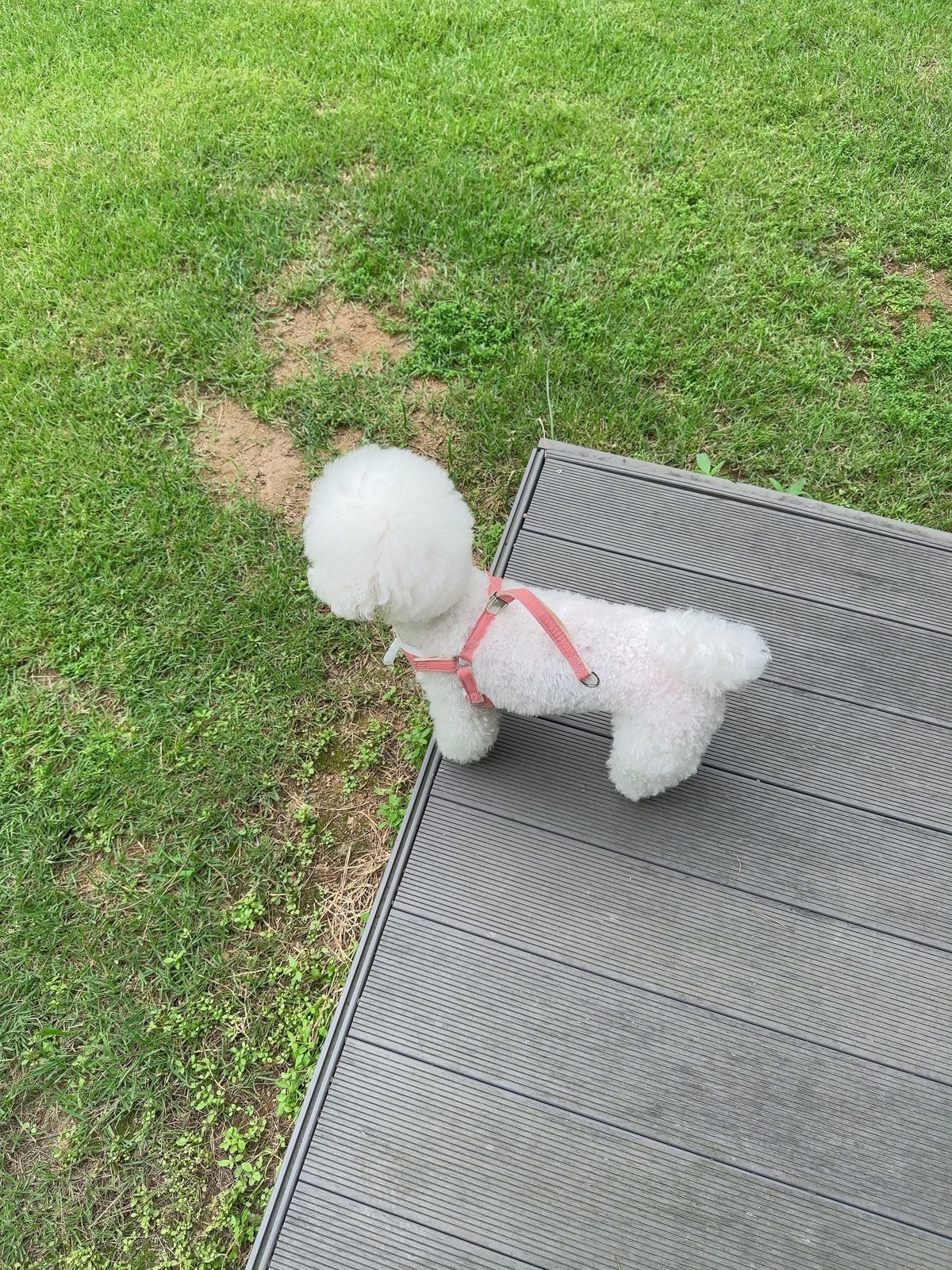 단추 성견