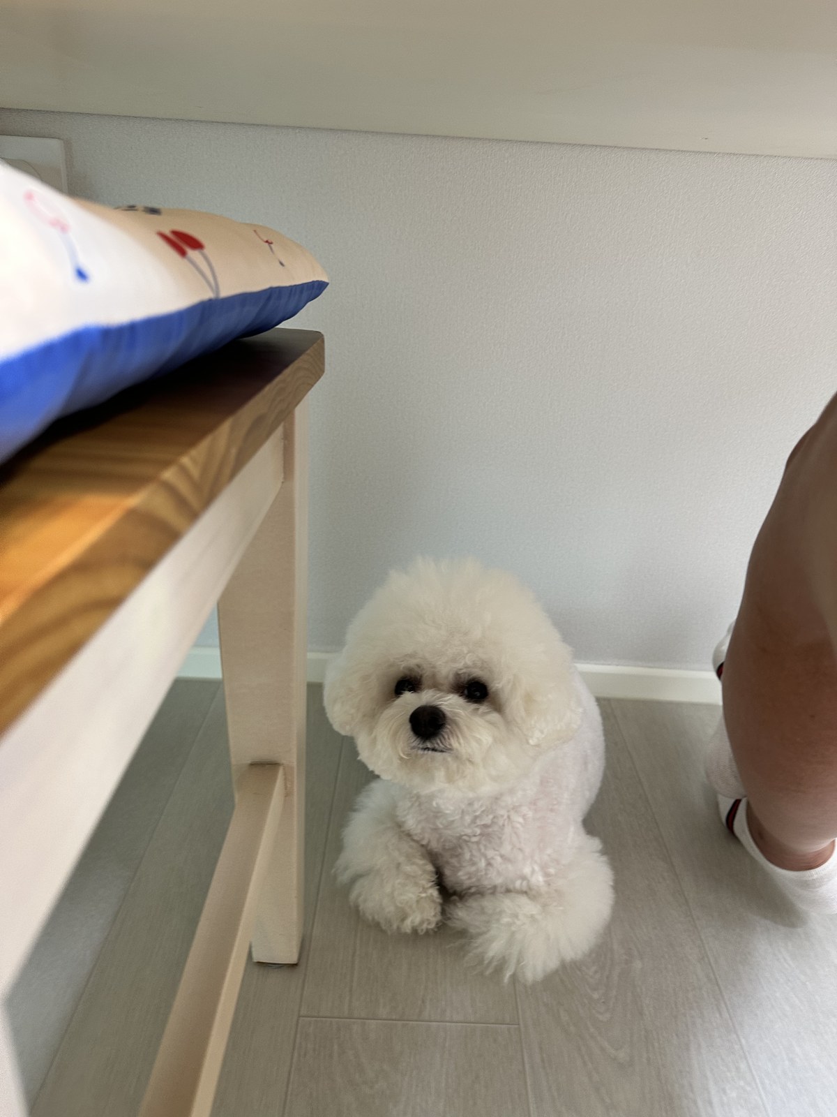 단추 성견