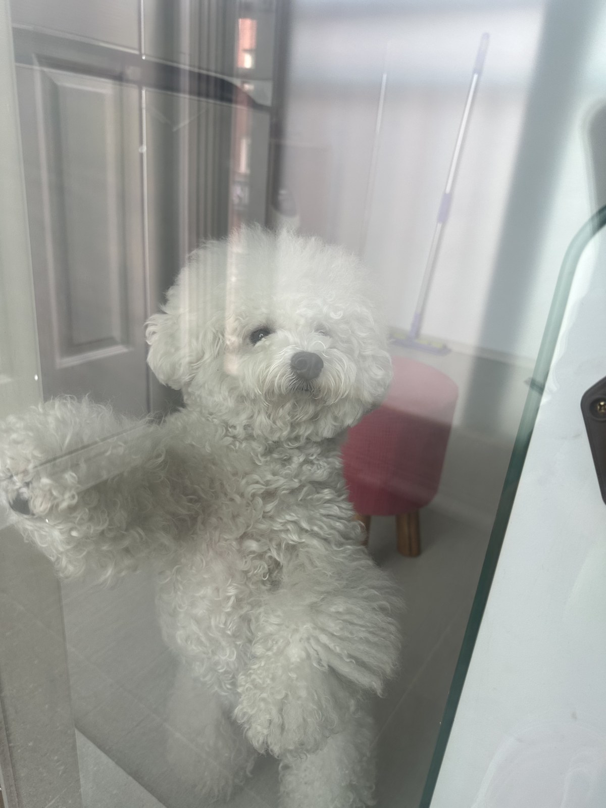 단추 성견