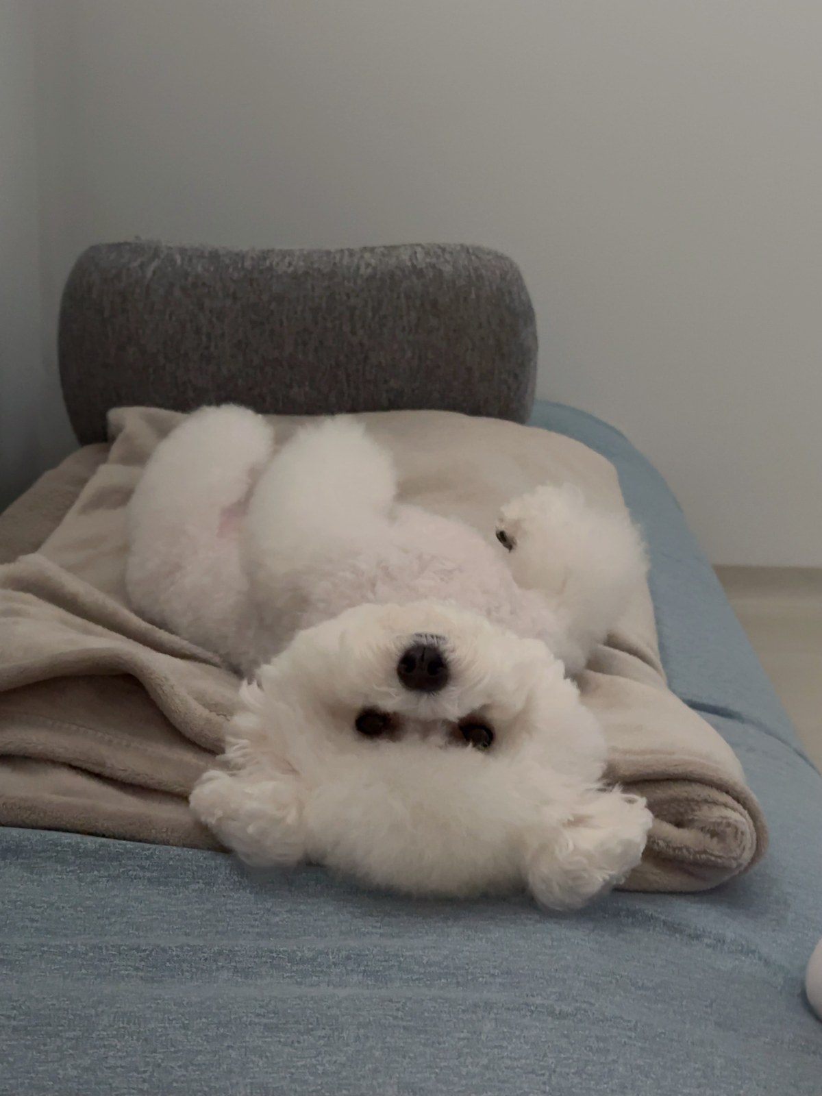 단추 성견