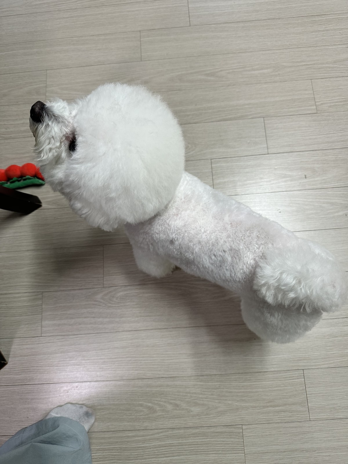 단추 성견