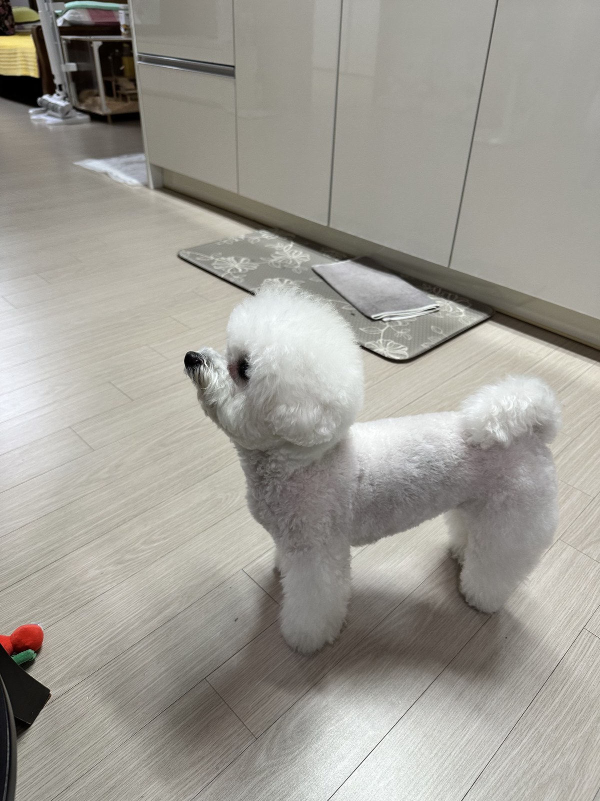 단추 성견