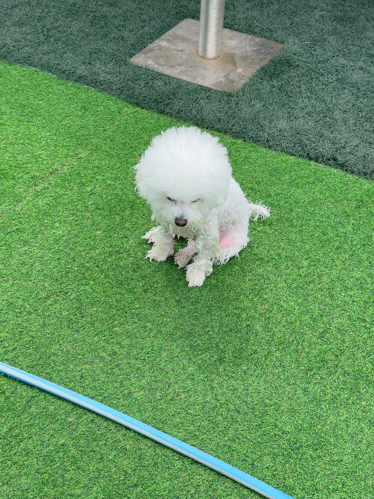 단추 성견