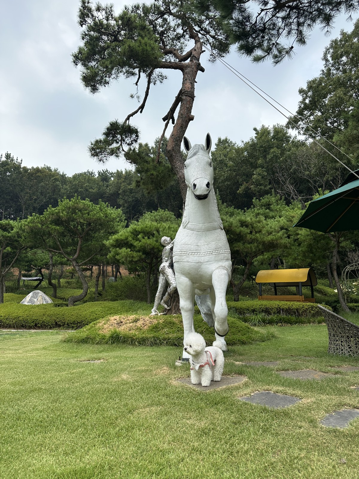 단추 성견