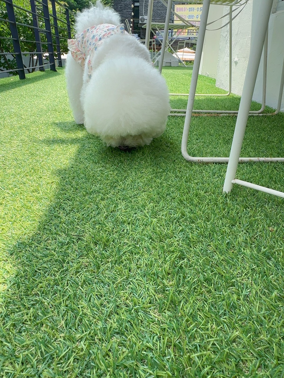 단추 성견