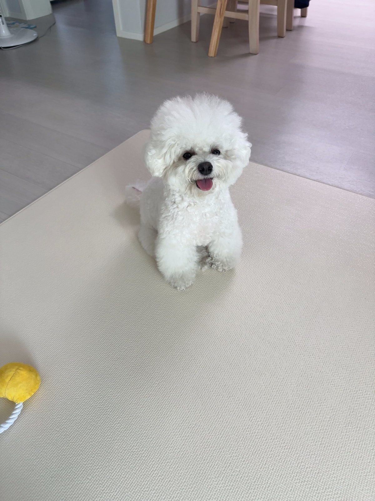 단추 성견