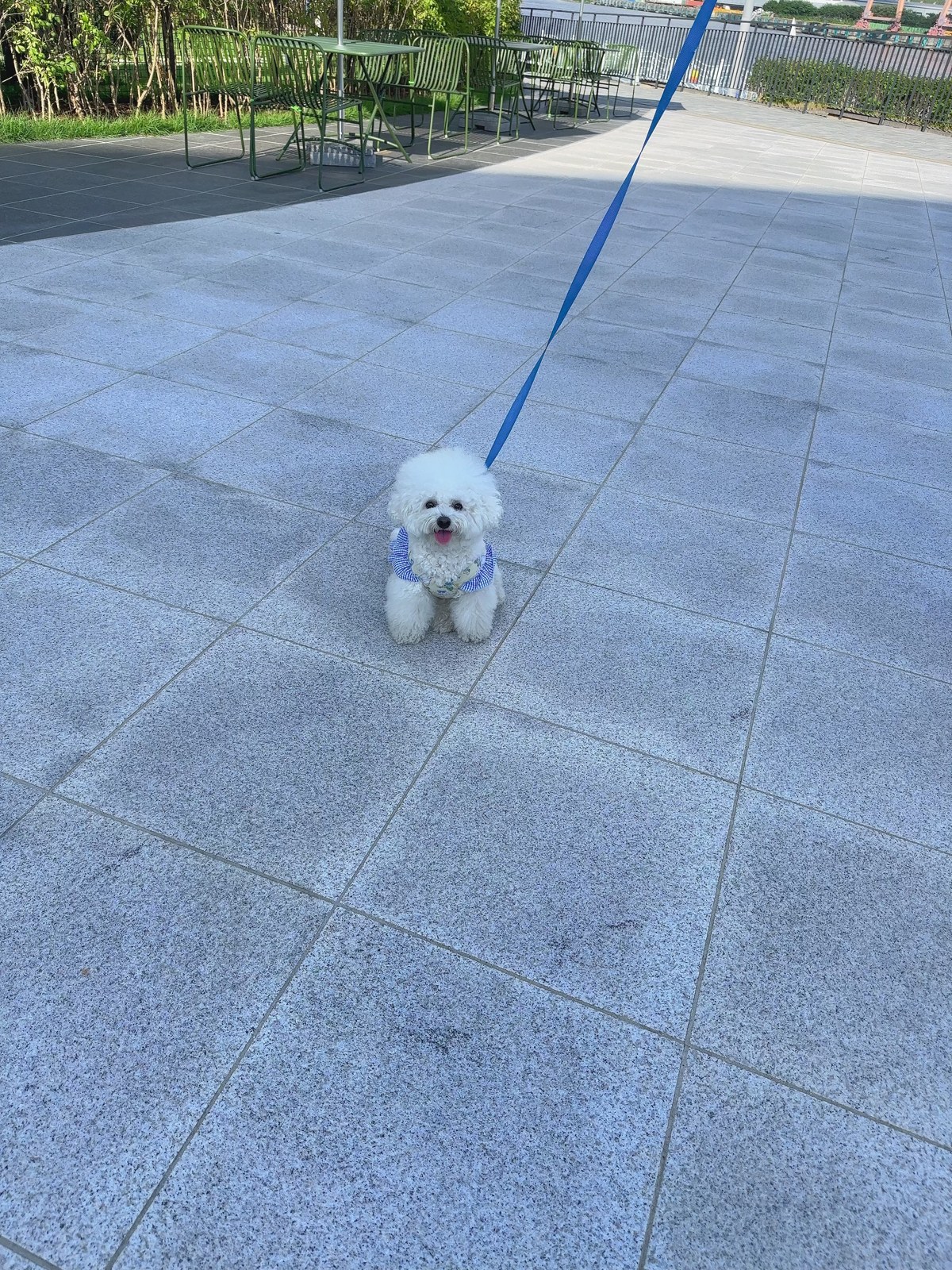 단추 성견