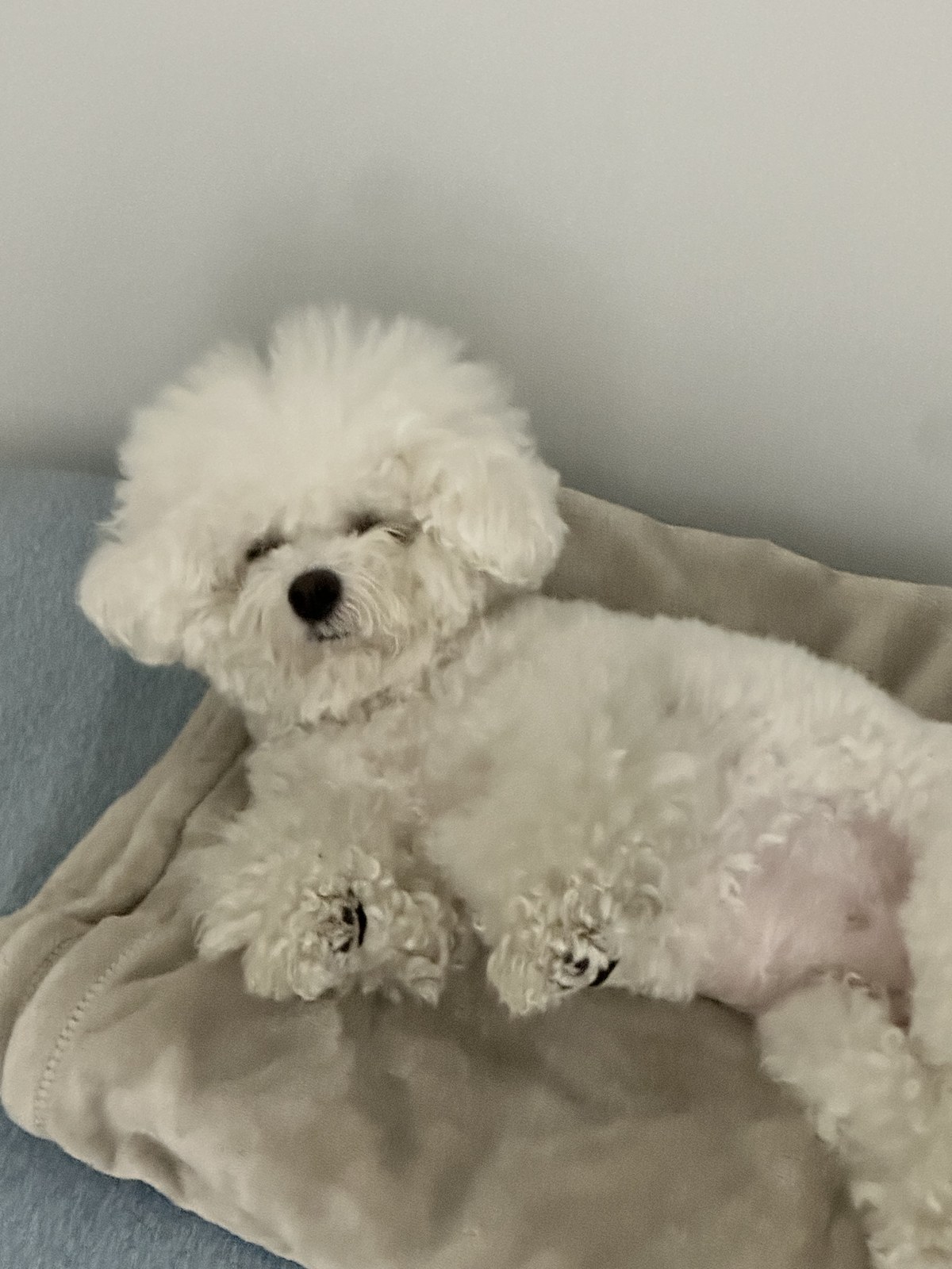 단추 성견