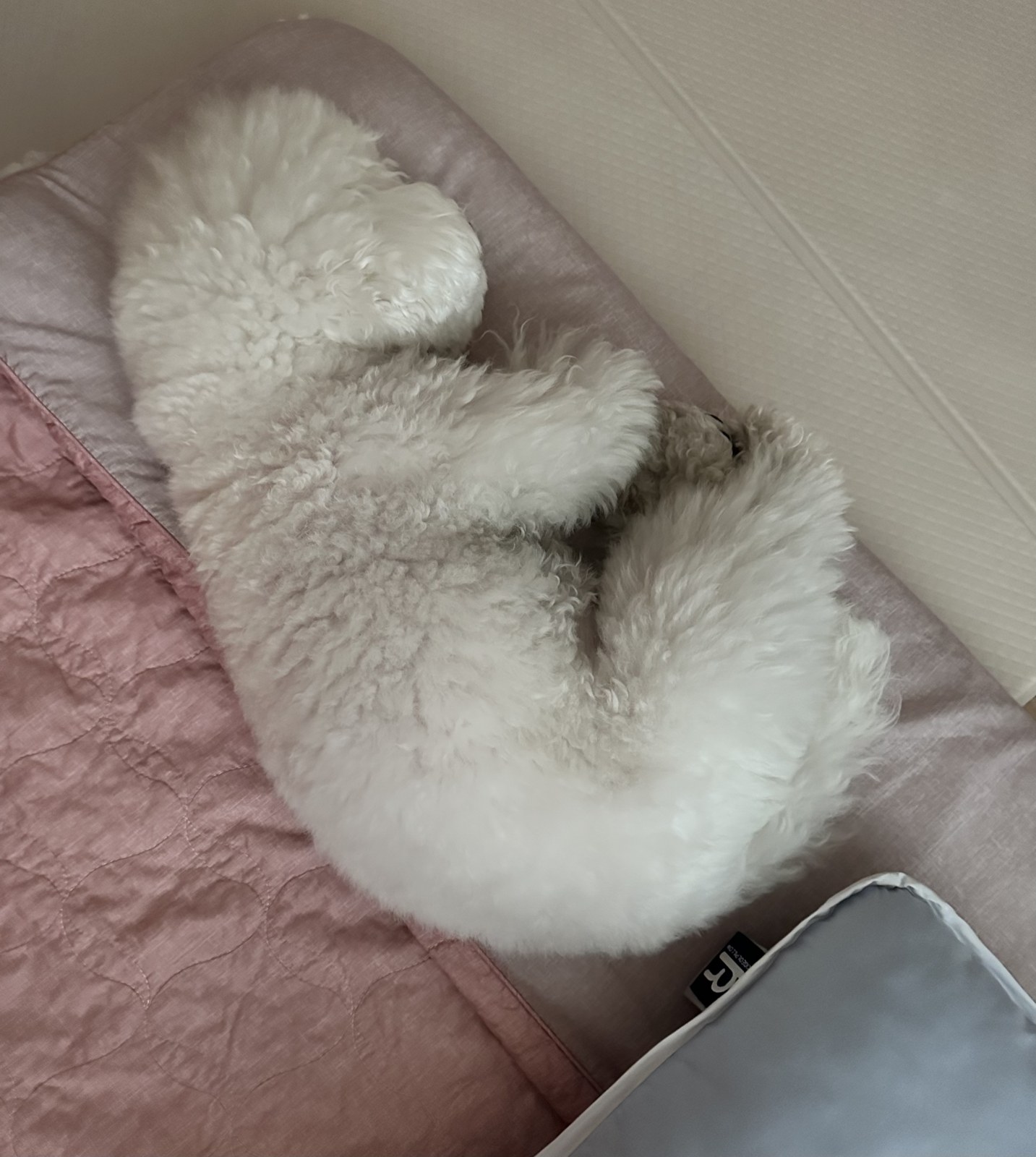 분홍 이불에 파묻혀 누워 있는 비숑 단추의 뒷모습