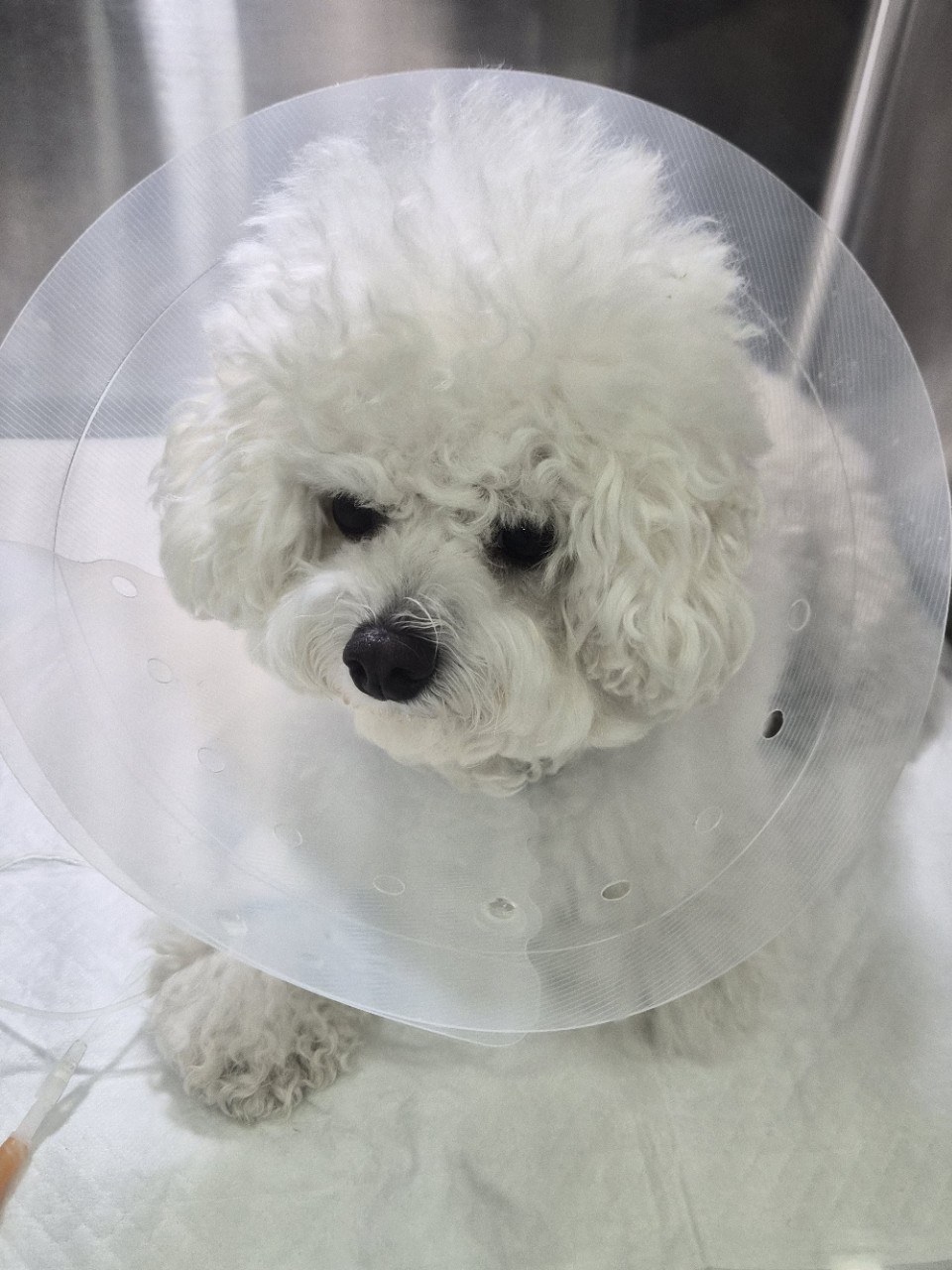 강아지 간식 많이 주면 생기는 일 — 장염으로 일주일 입원했습니다
