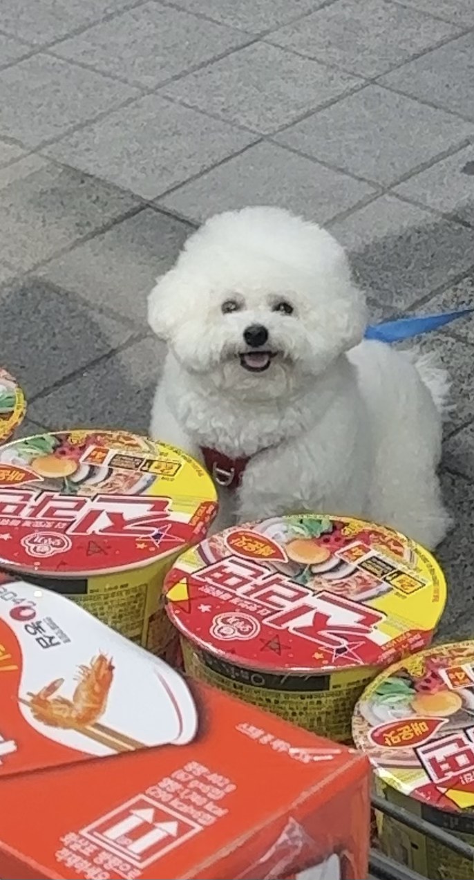 편의점 앞 컵라면 상자 뒤에서 유리 너머를 바라보는 비숑 단추