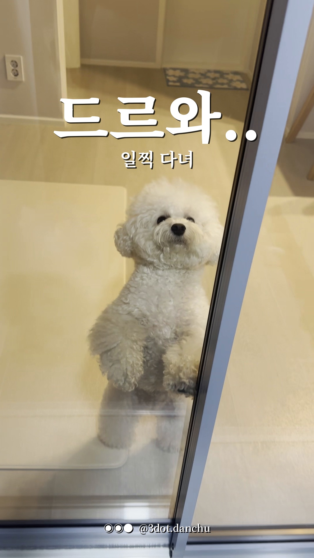드르와 드르와 하더니… 강아지 두발서기의 반전 결말