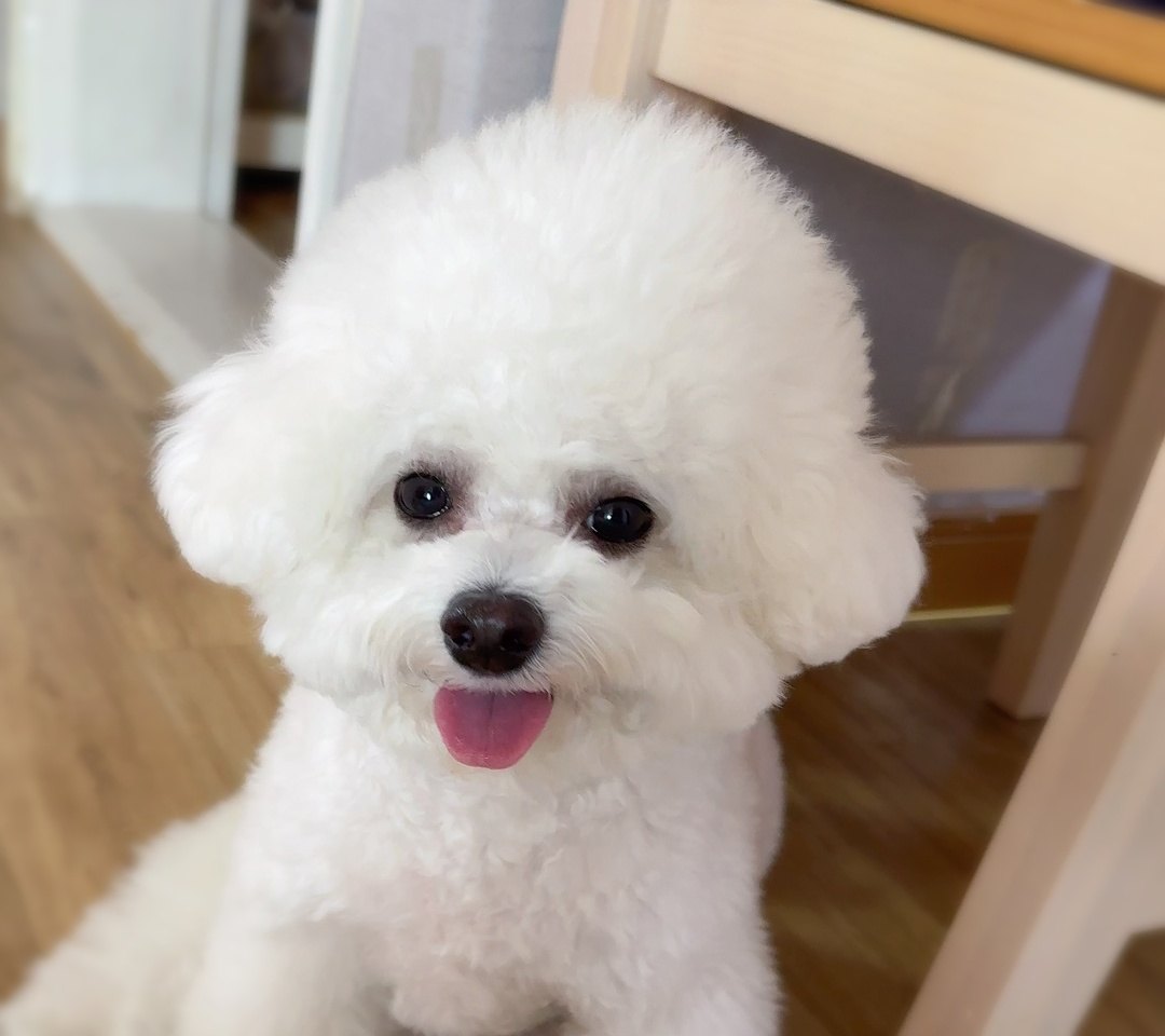 혀를 쏙 내밀고 웃는 비숑 단추
