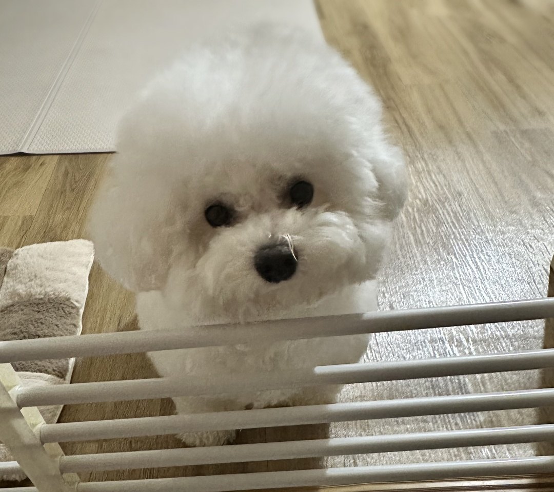 안전문 너머로 고개만 내밀고 갸웃하는 비숑 단추