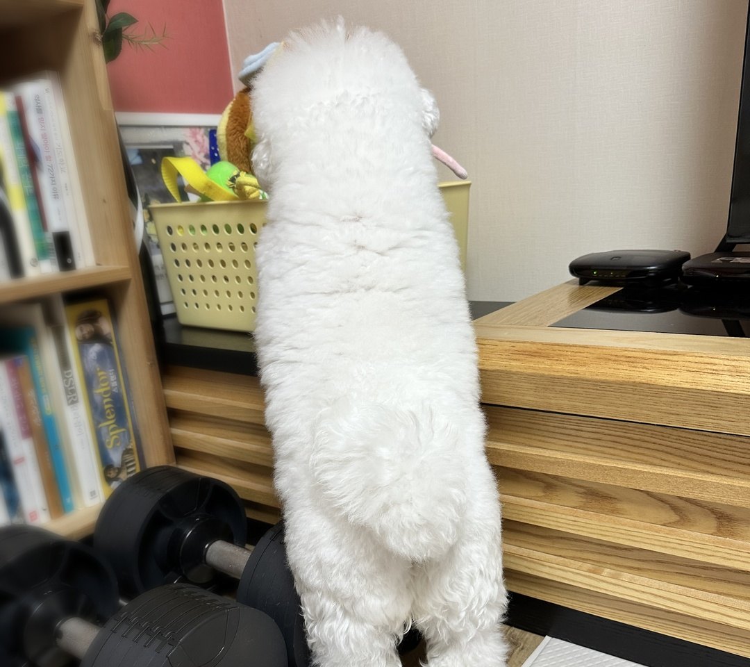 책장 앞에서 두 발로 서 있는 비숑 단추