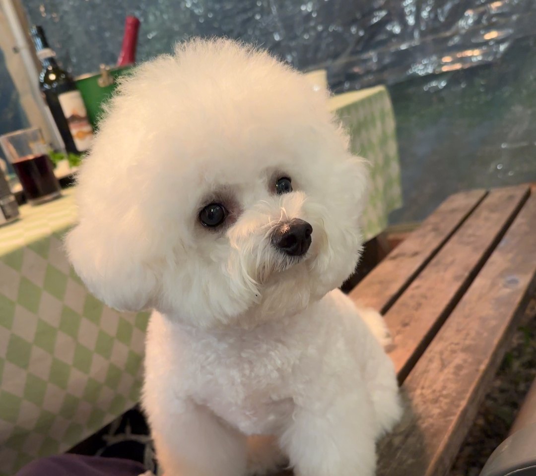 벤치 위에서 고개를 들고 올려다보는 비숑 단추