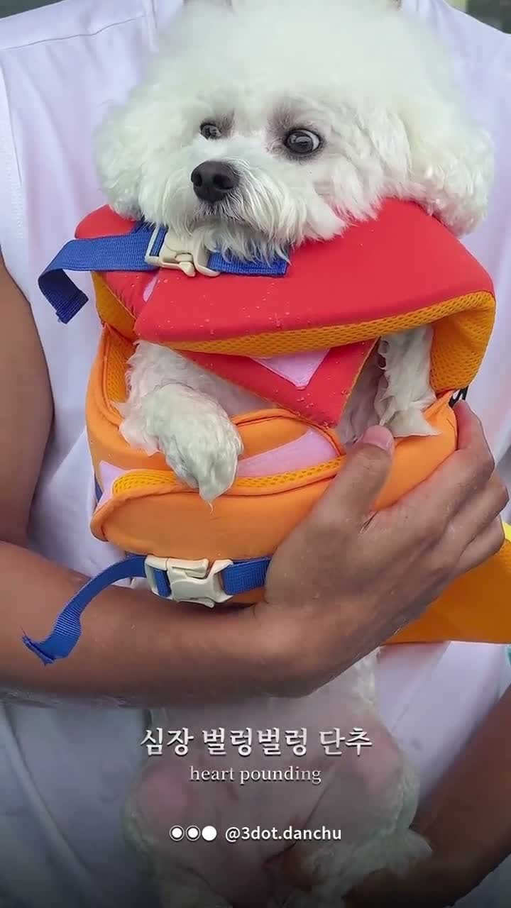 강아지 첫 수영 도전 (구명조끼 입고도 심장이 벌렁벌렁)