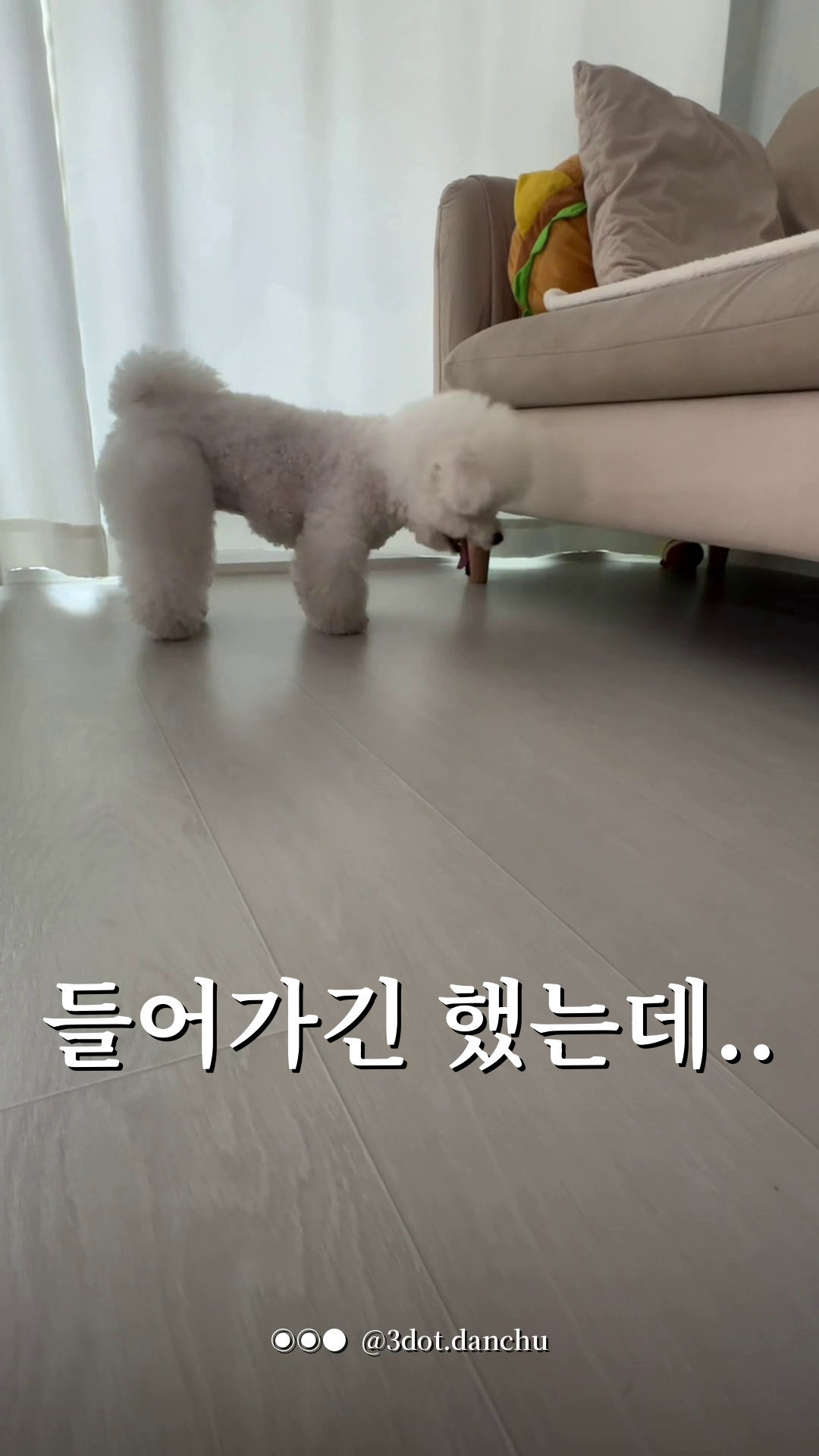강아지 소파 밑 아지트에 장난감 넣었다가 생긴 일 (아지트 일지 02)