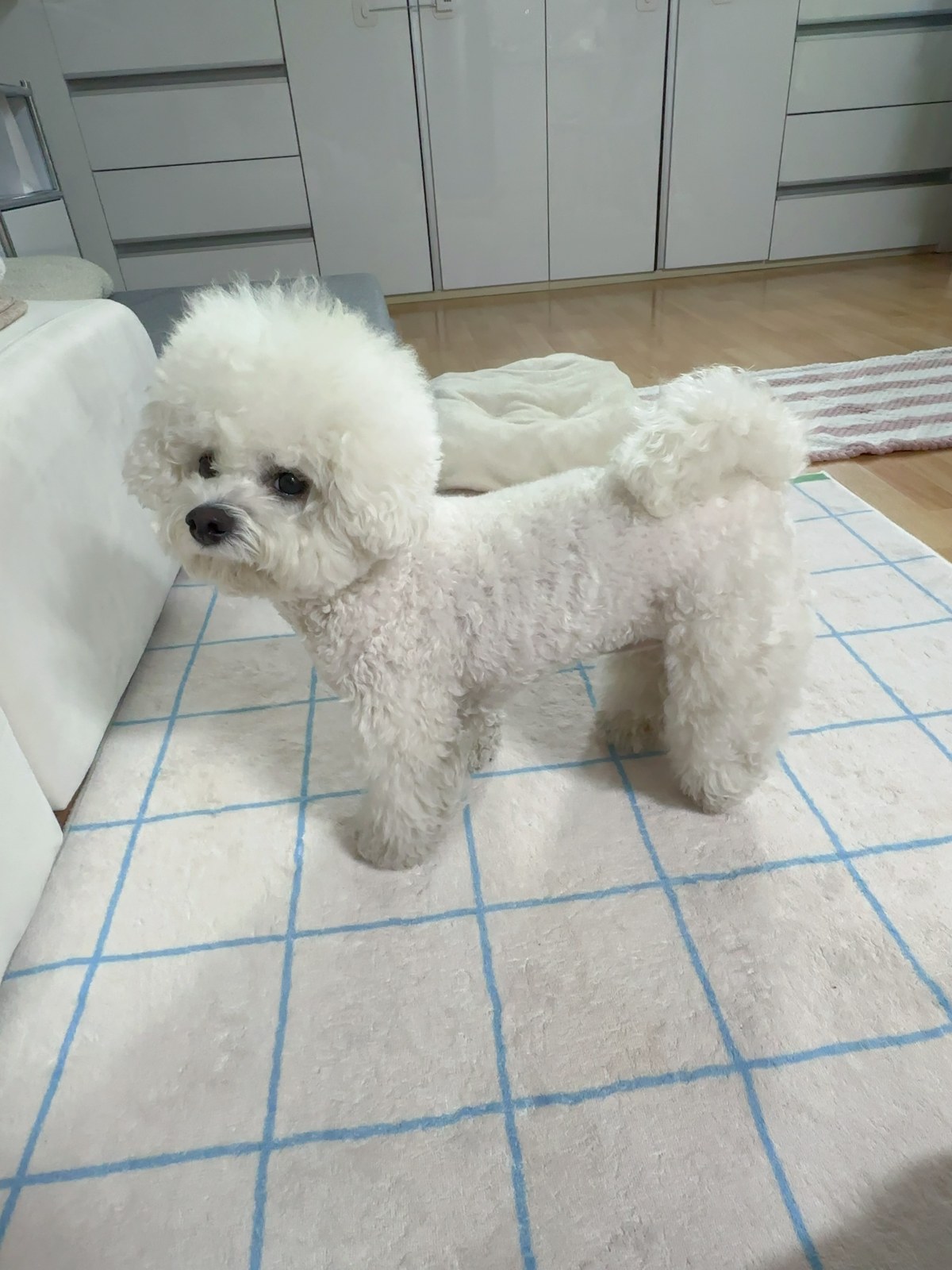 거실 미끄럼 방지 매트 위에 서 있는 비숑 단추