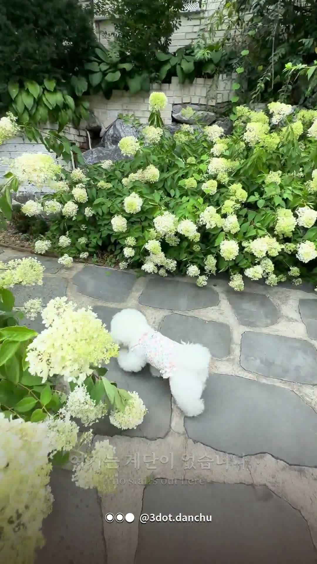 강아지가 계단을 무서워할 때 (마당은 다 밟았는데 2층은 못 갔어요)