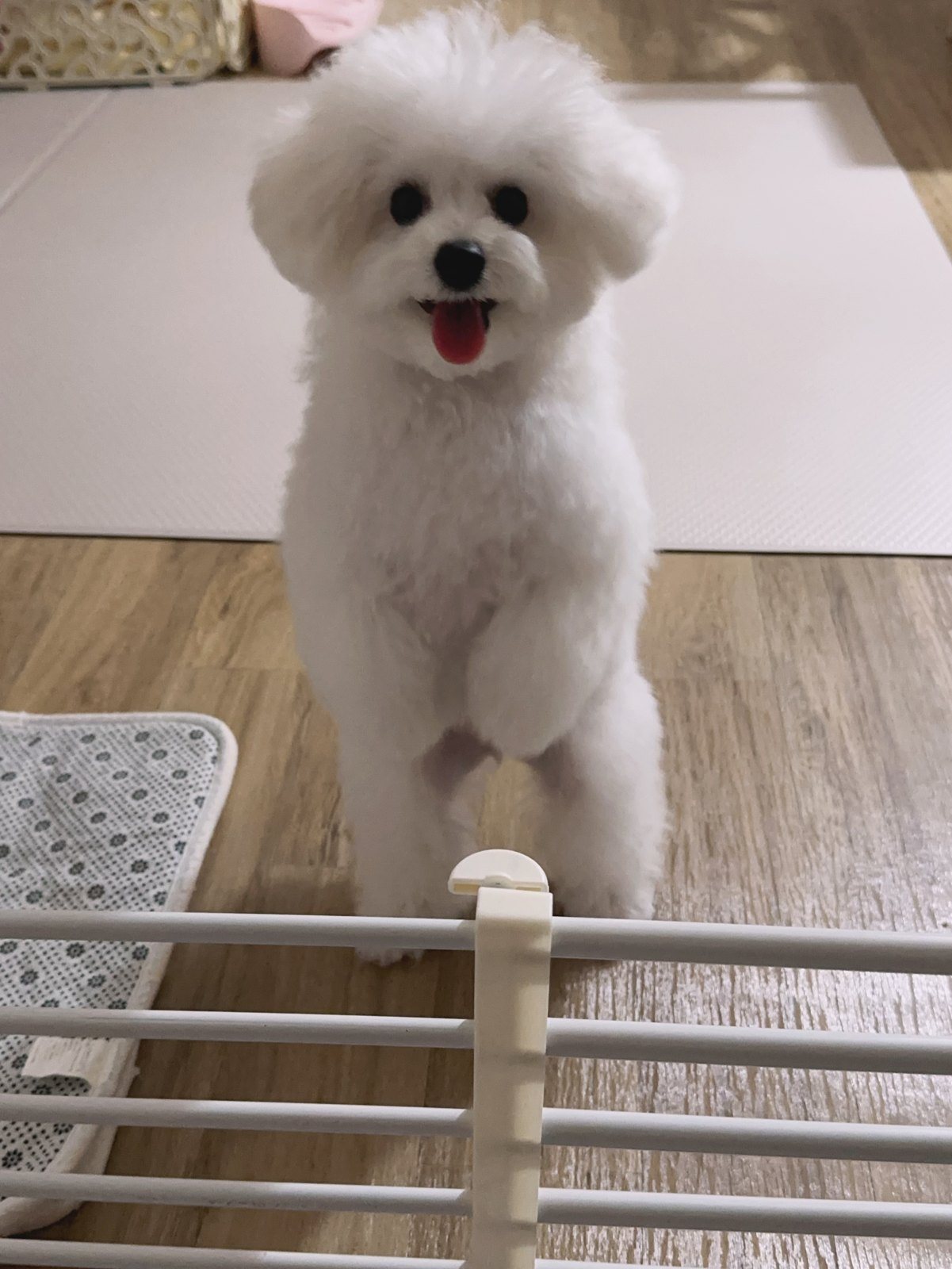 단추 퍼피기