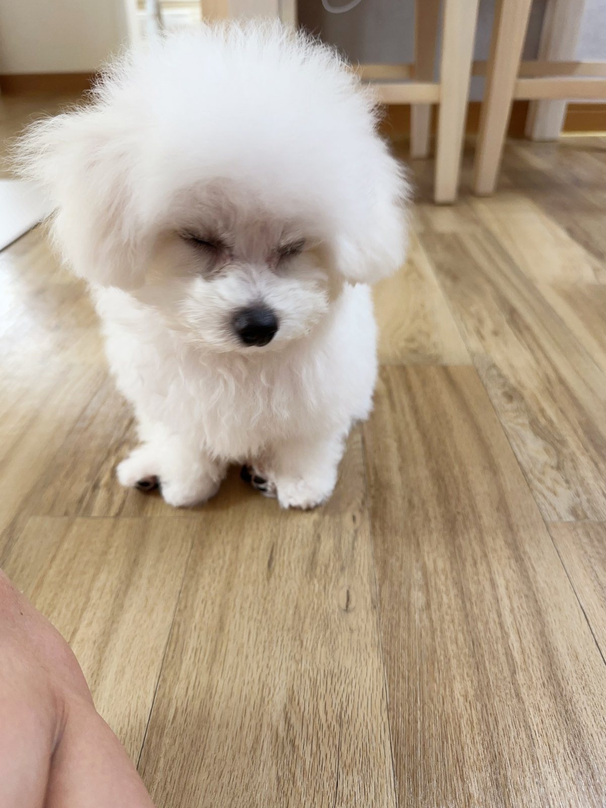 단추 퍼피기