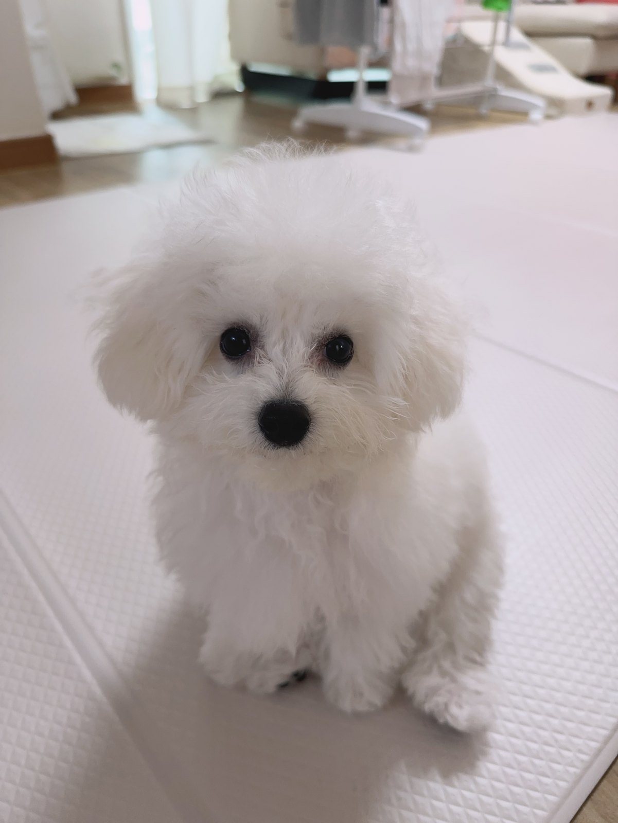 단추 퍼피기