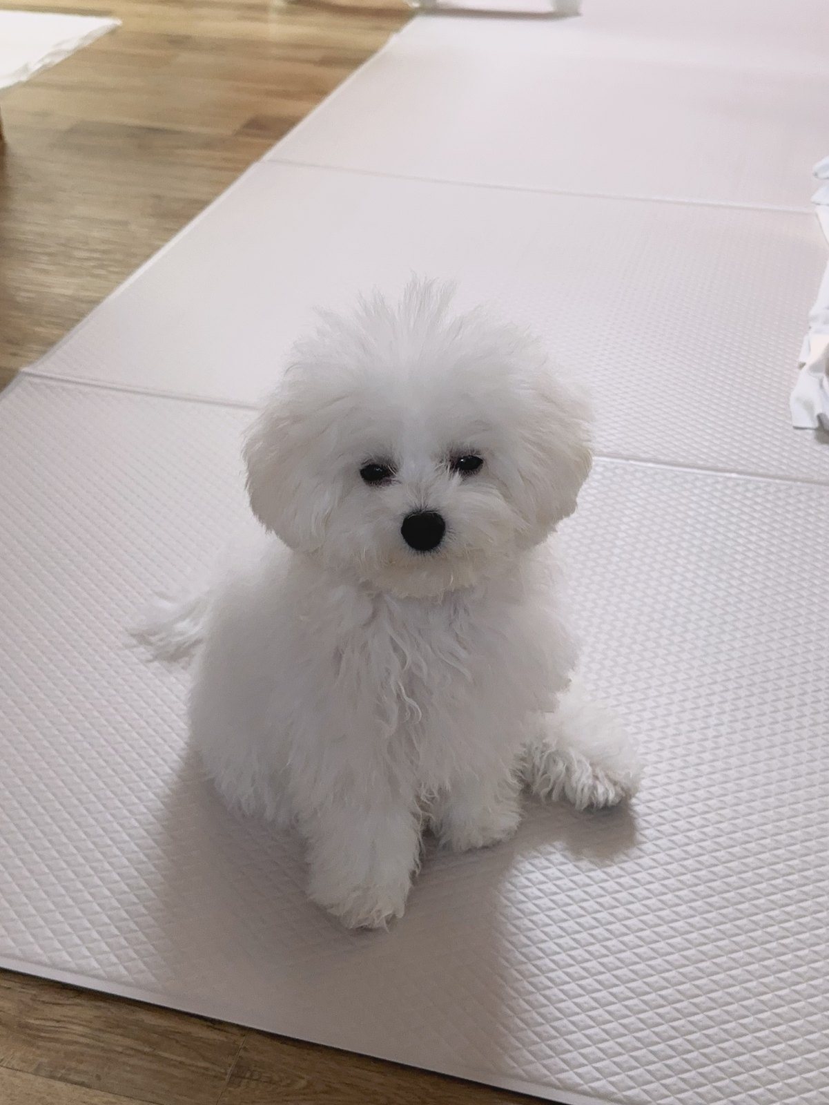 단추 퍼피기