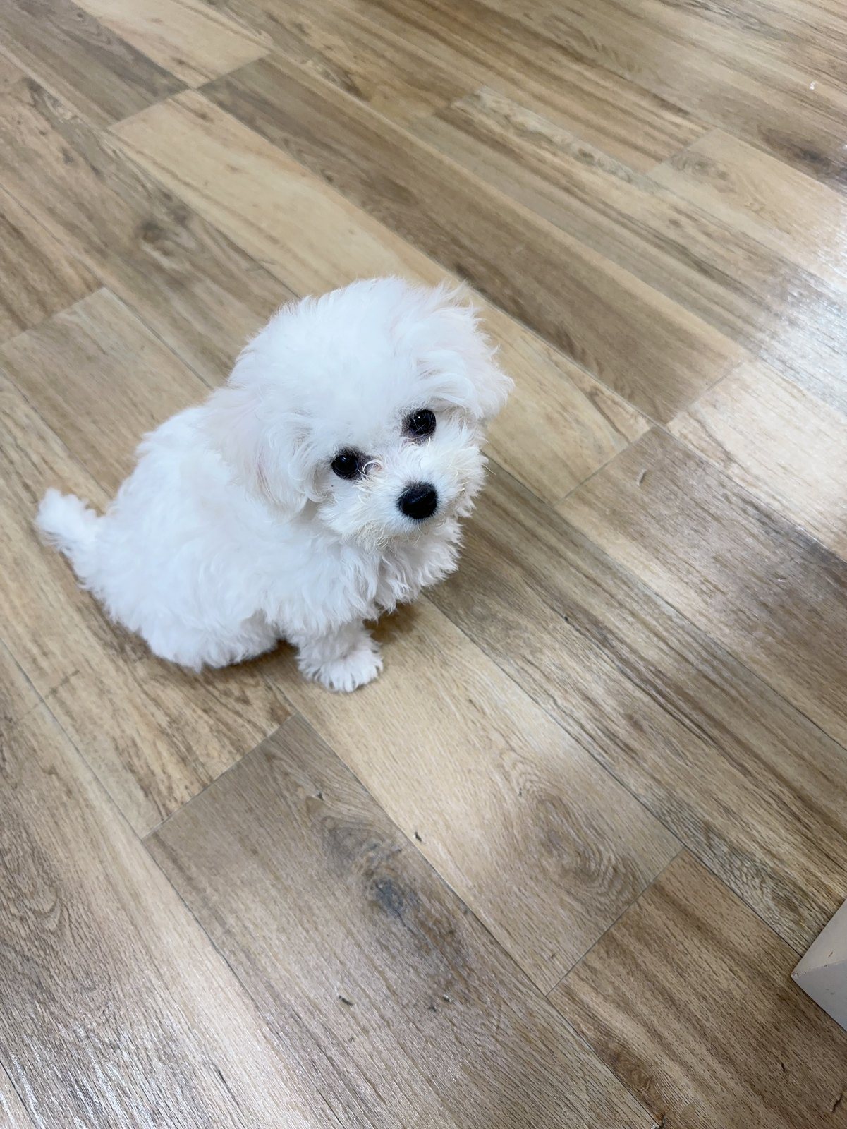 단추 퍼피기