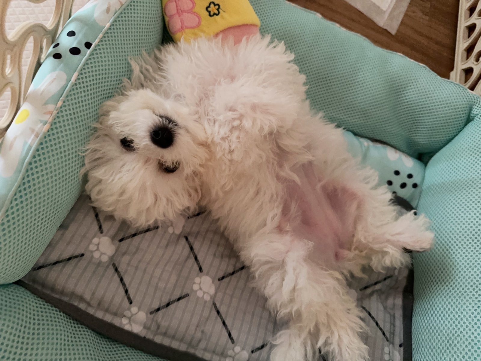 단추 퍼피기