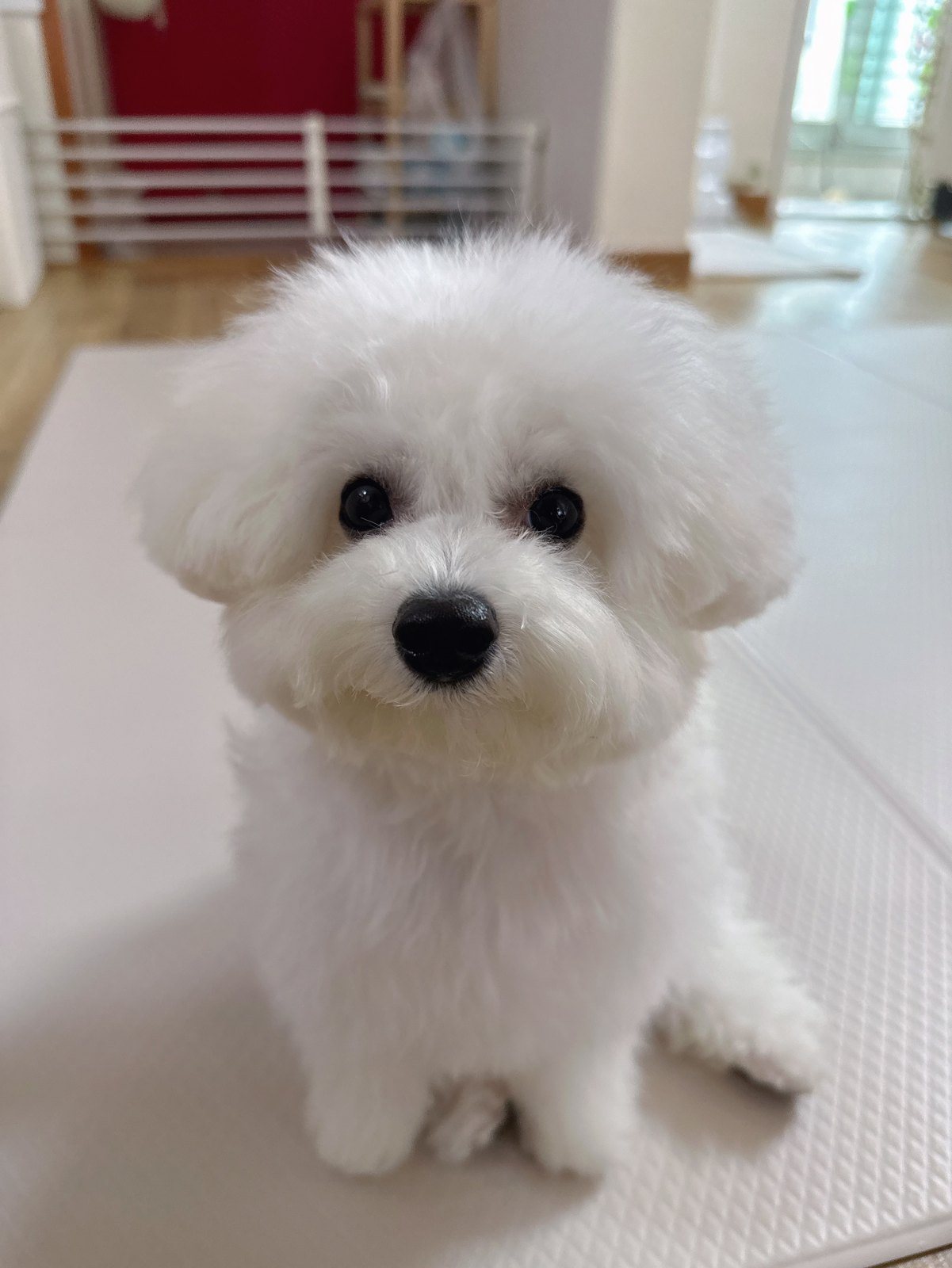 단추 퍼피기