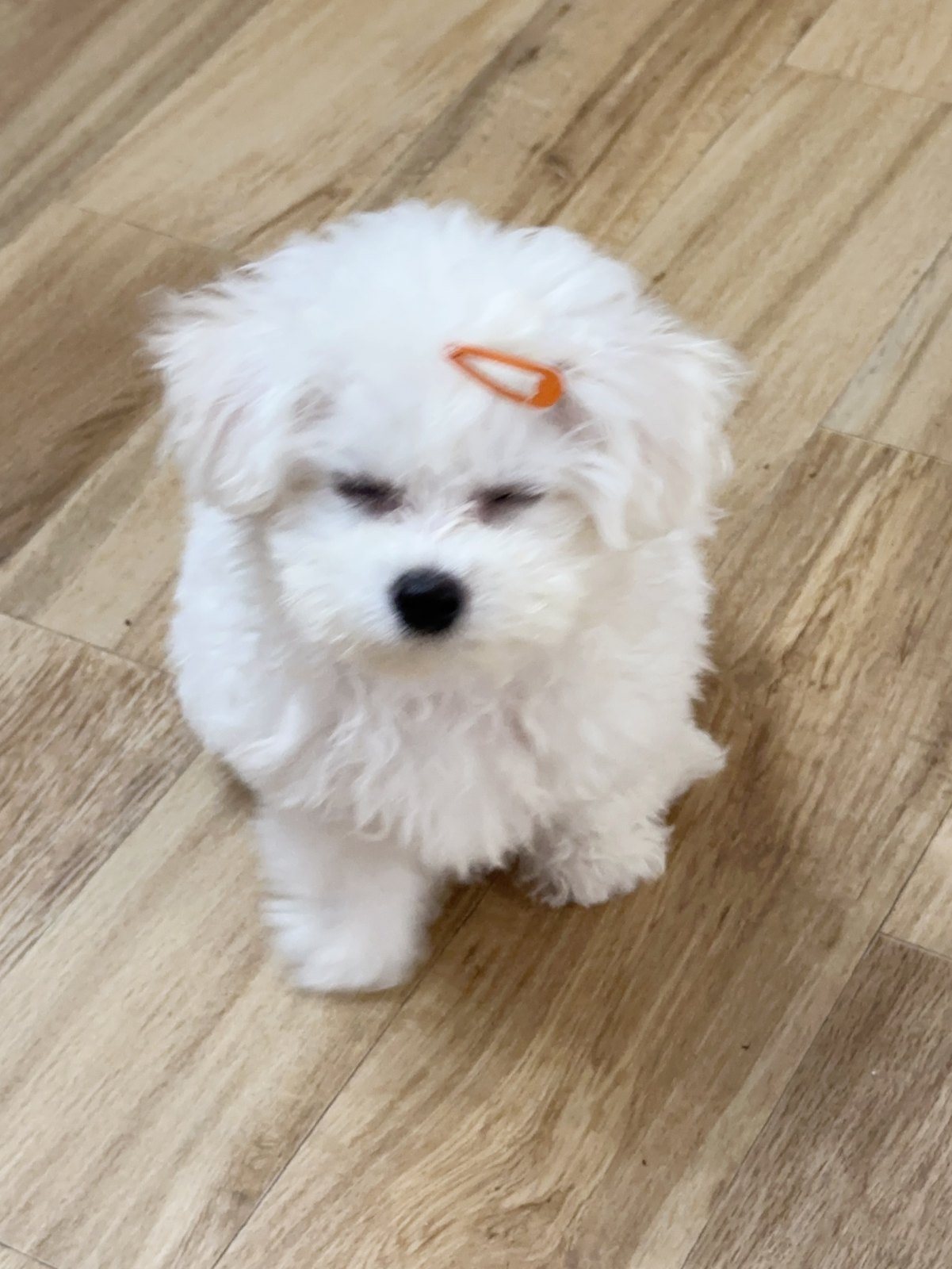 단추 퍼피기