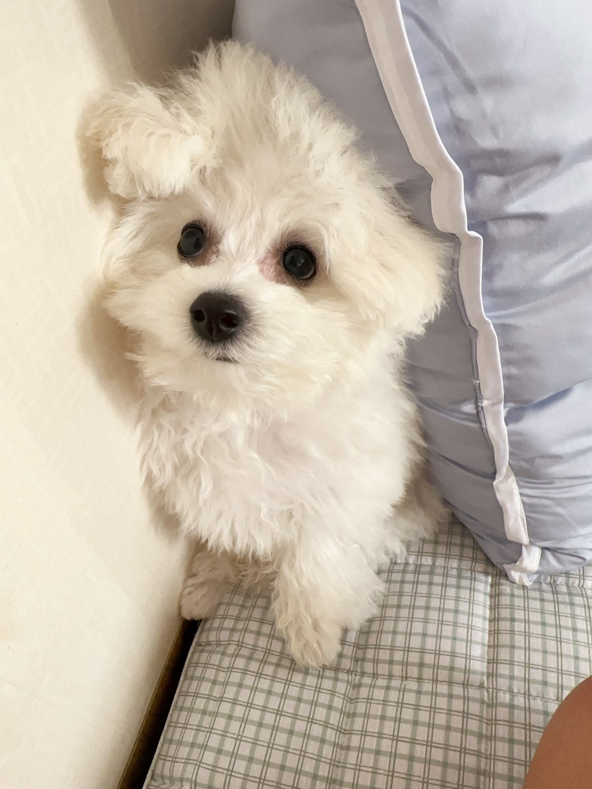 단추 퍼피기