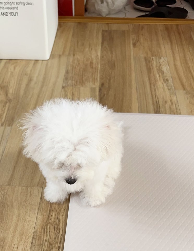 단추 퍼피기