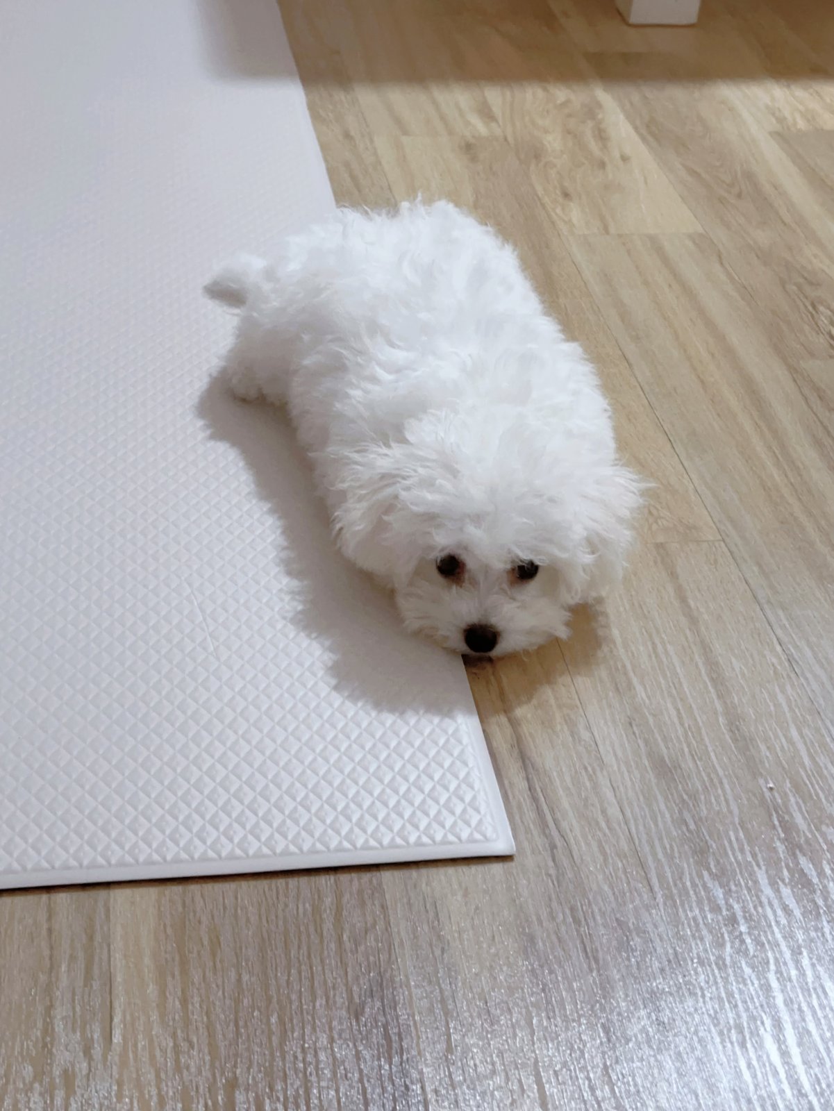 단추 퍼피기