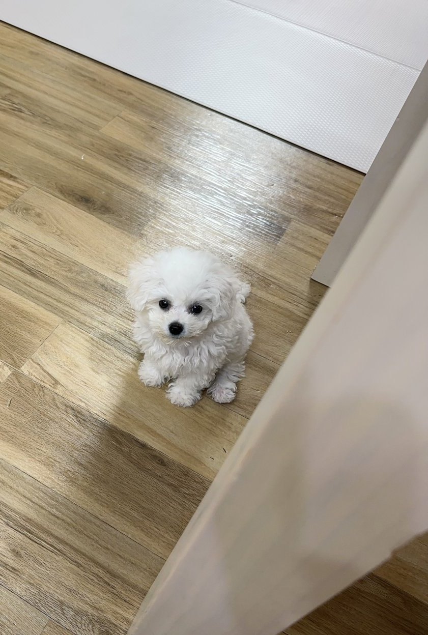 단추 퍼피기