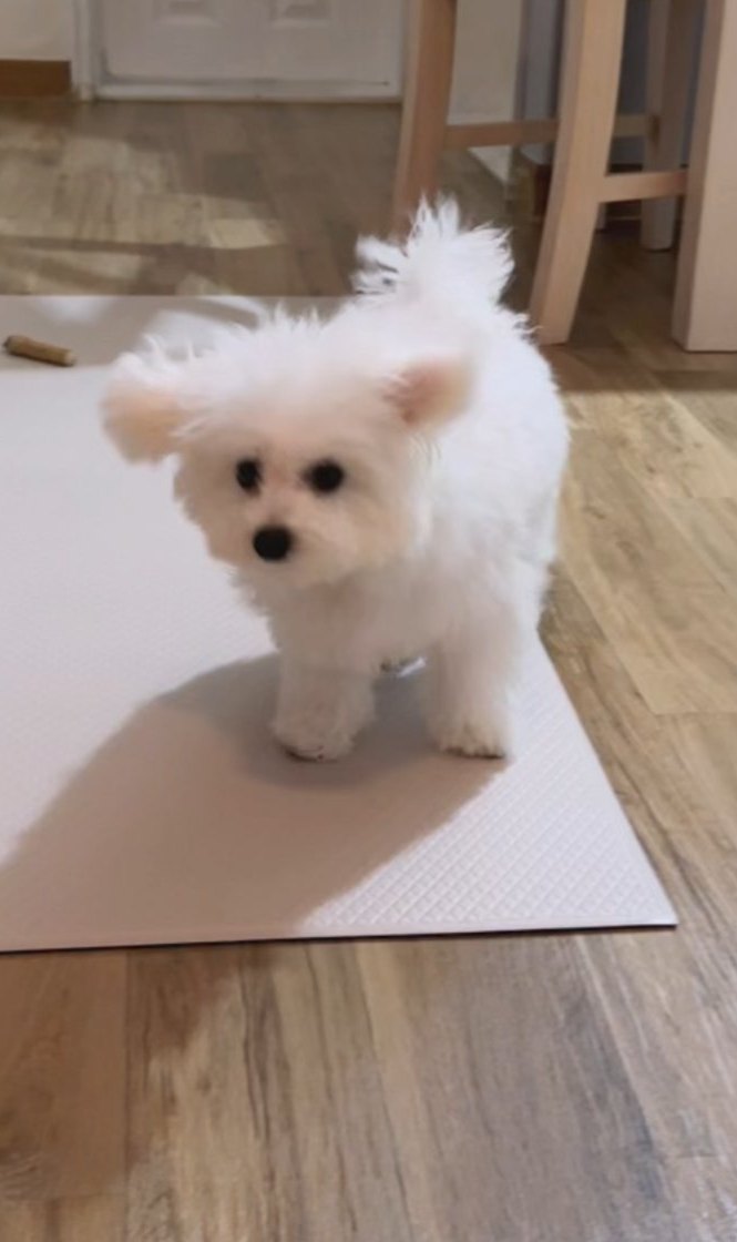 단추 퍼피기