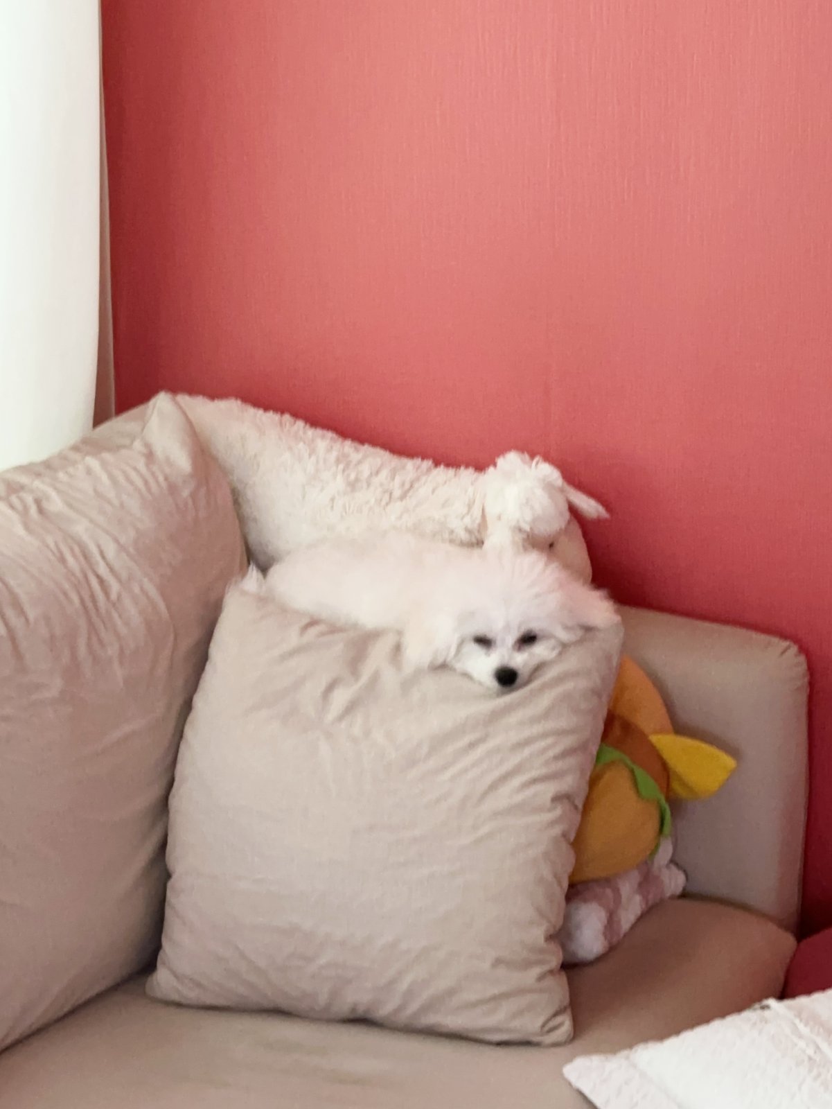 단추 퍼피기