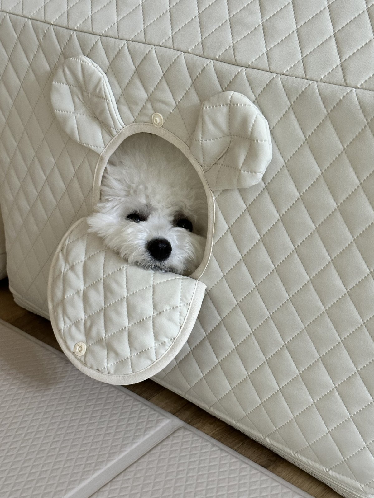 단추 퍼피기