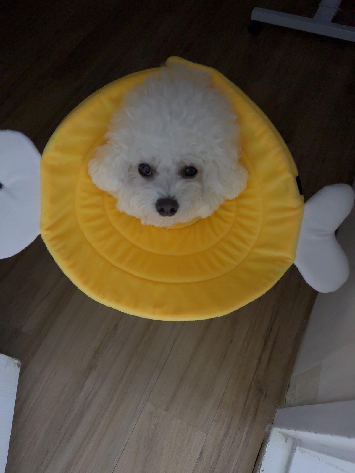 단추 청소년기