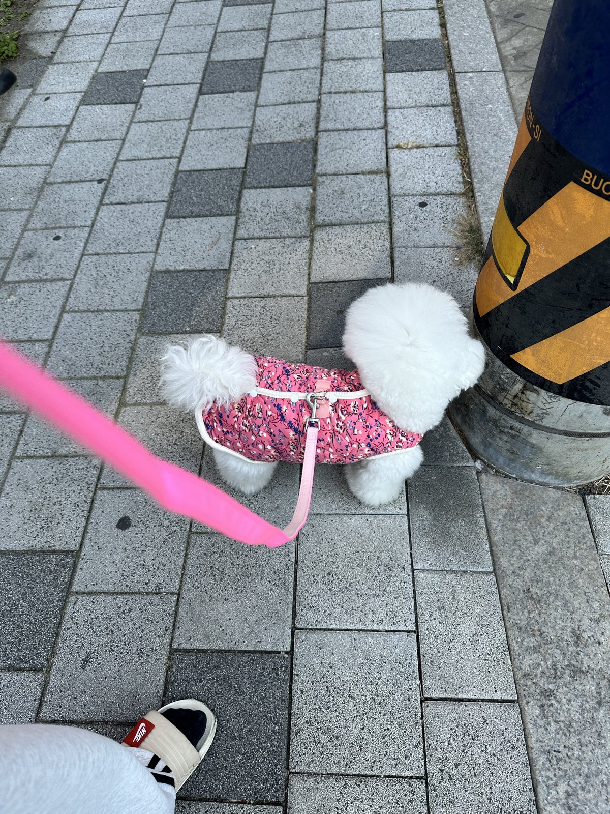 단추 청소년기