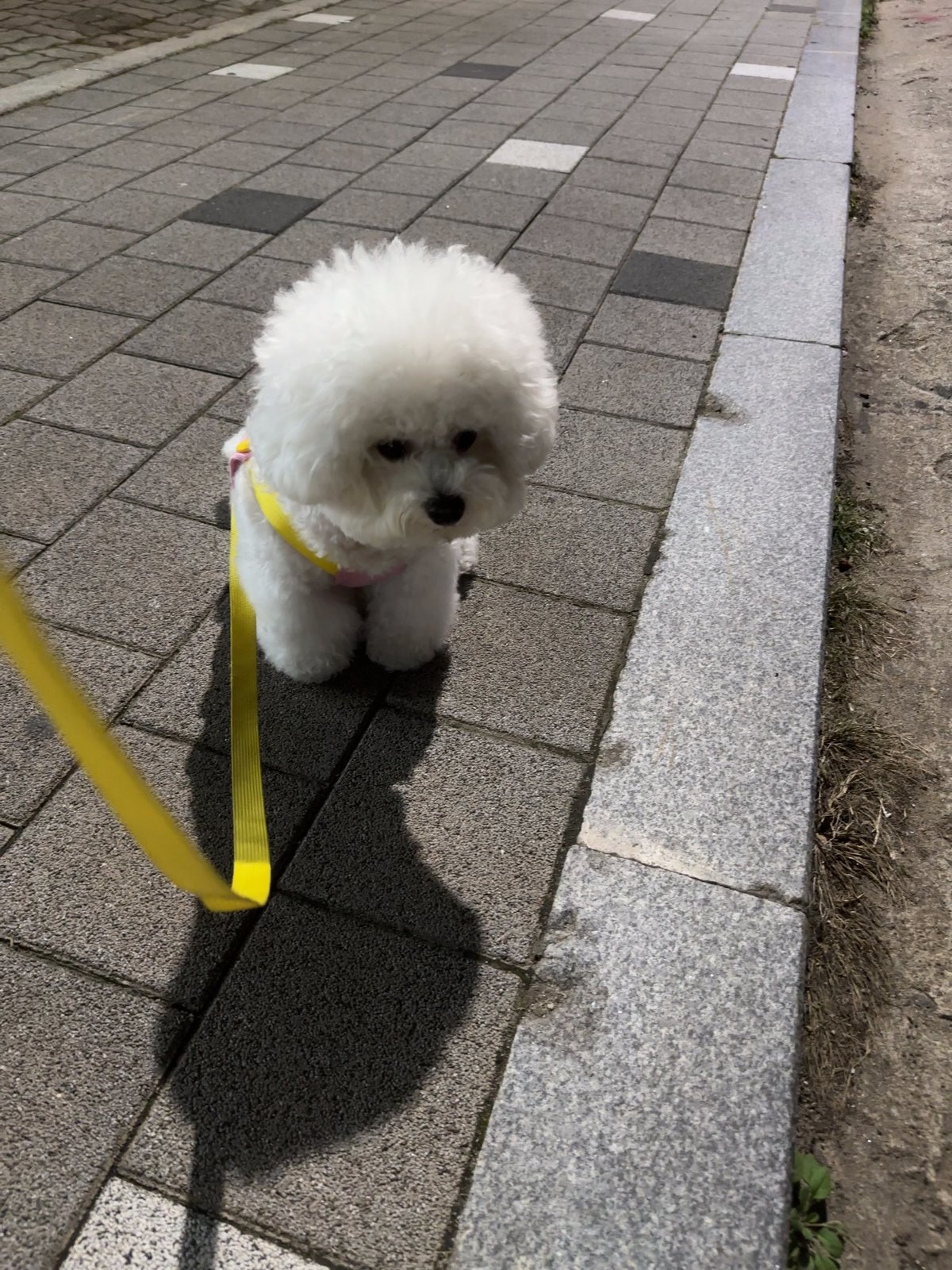 단추 청소년기