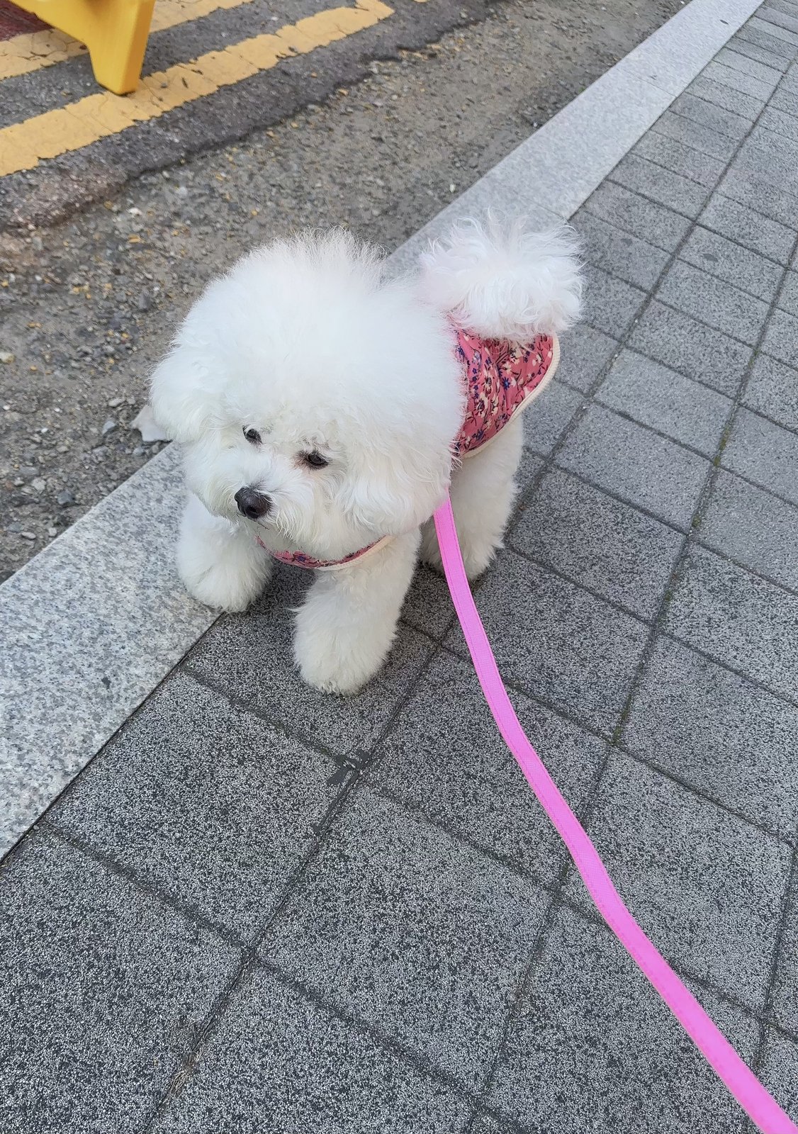 단추 청소년기