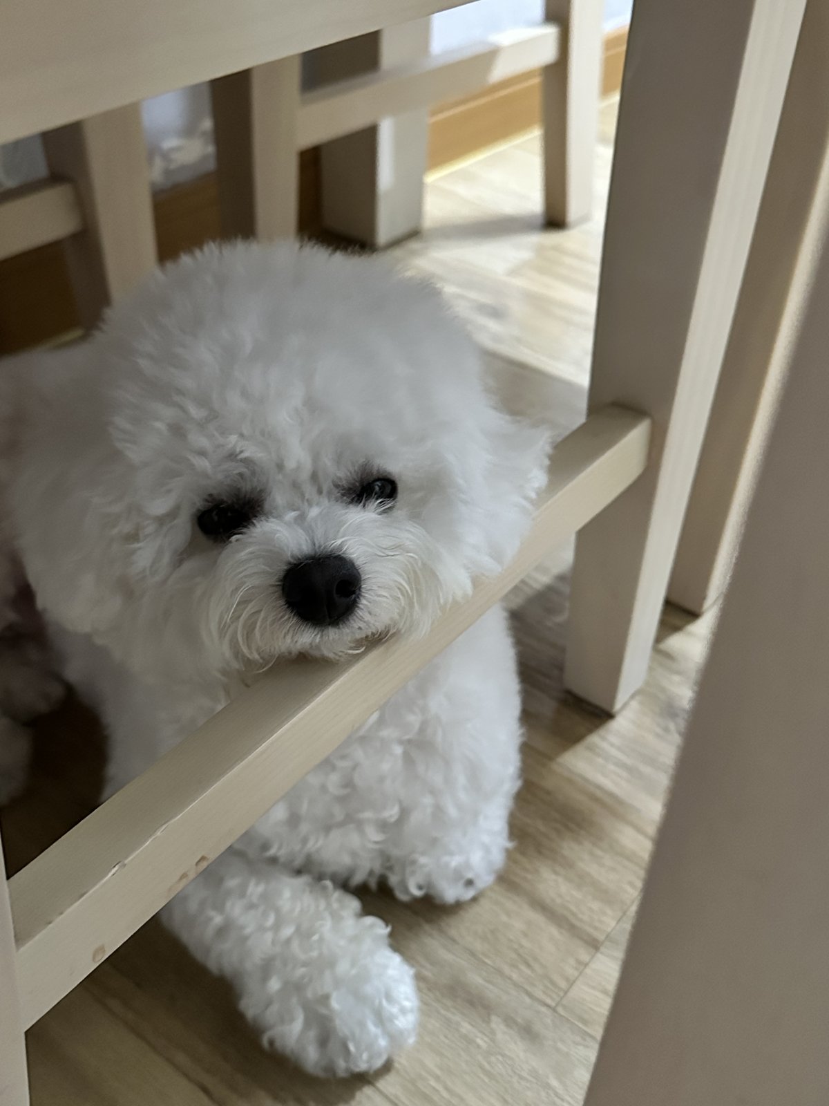 단추 청소년기