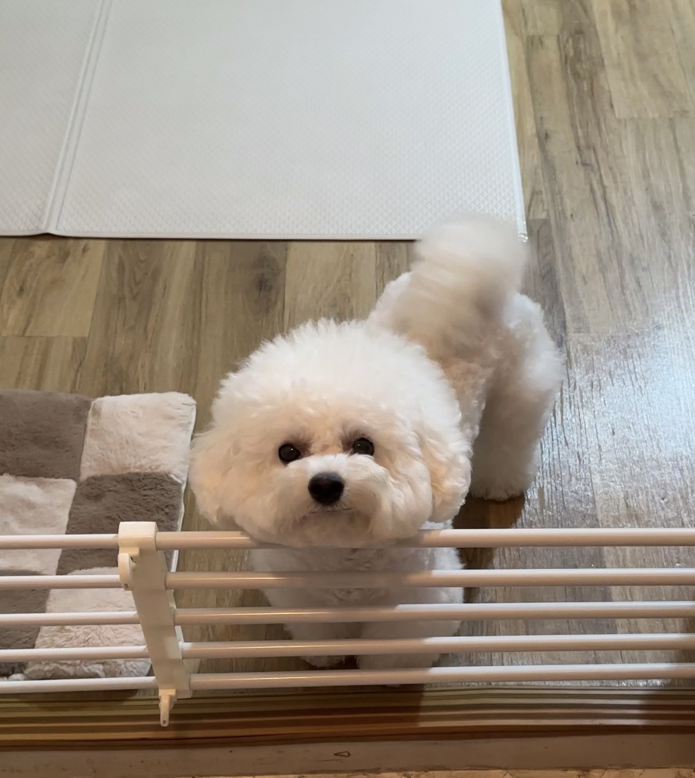 단추 청소년기