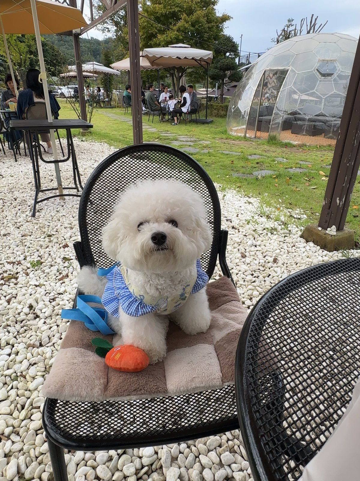 단추 청소년기