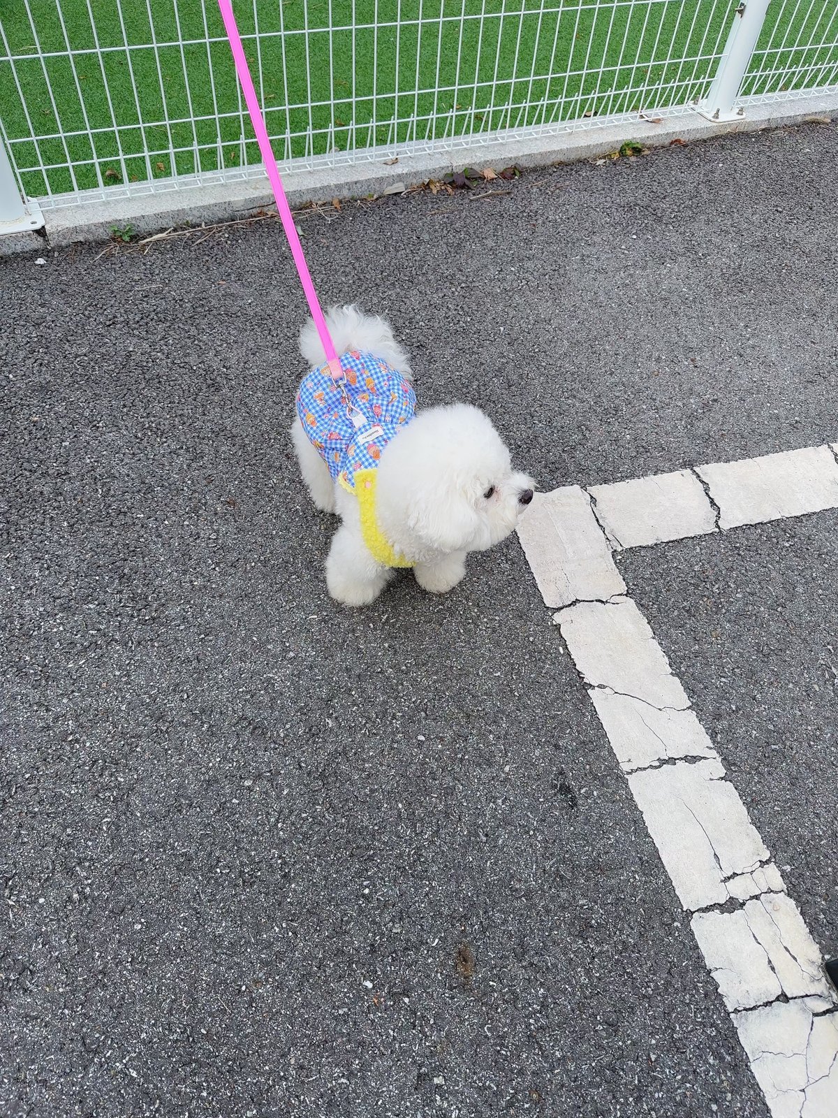 단추 청소년기